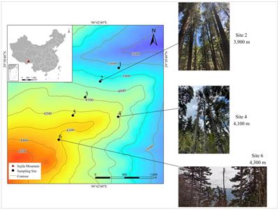 The altitudinal distribution characteristics of functional traits reflect the resource allocation strategy of Abies georgei var. smithii in southeast Tibet